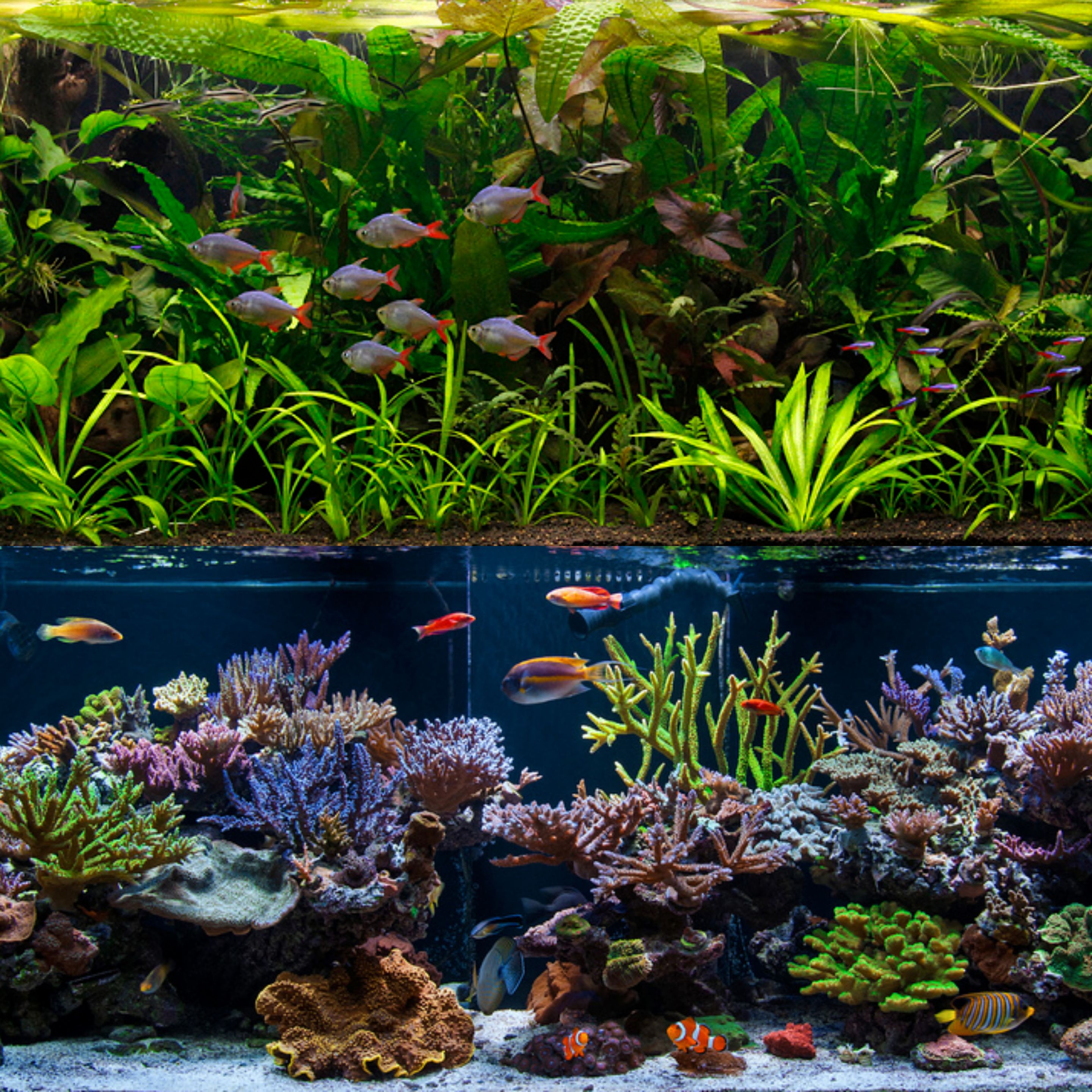 Freshwater Planted vs. Coral Reef Aquariums: A Tale of Two Ecosystems