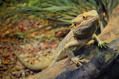 Bearded Dragon Care