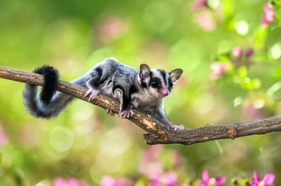 Sugar Glider Care