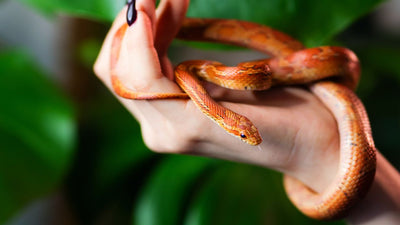 Corn Snake Care