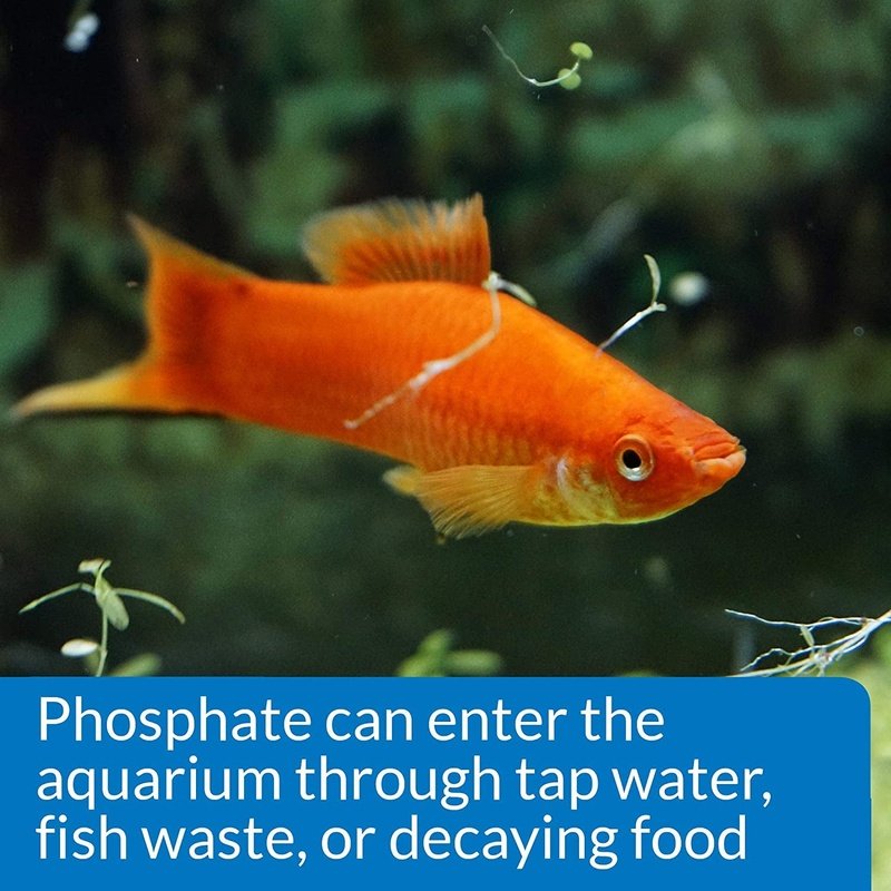 API Phosphate Test Kit - Aquatic Connect