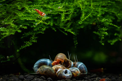 What is a Clean Up Crew in a Freshwater Aquarium?