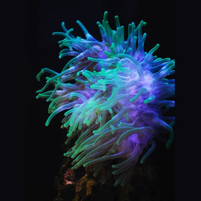 Anemones