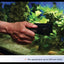 Aqueon Algae Cleaning Magnet - Aquatic Connect