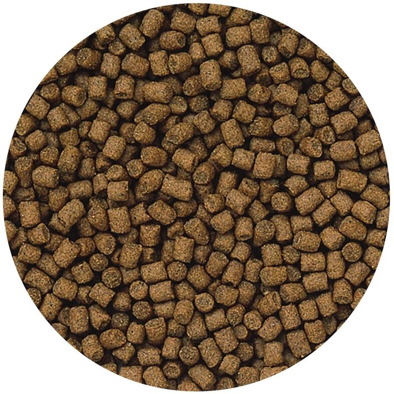 Hikari Lionhead Mini Sinking Pellet Food - Aquatic Connect