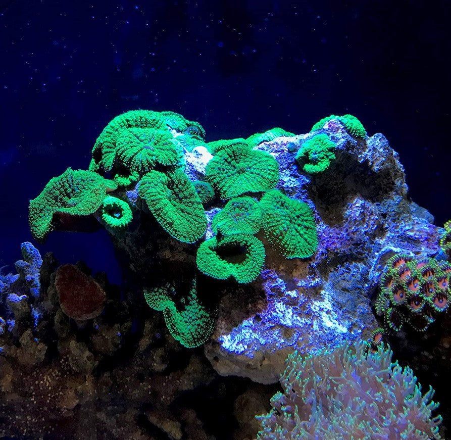 Seachem Reef Strontium - Aquatic Connect