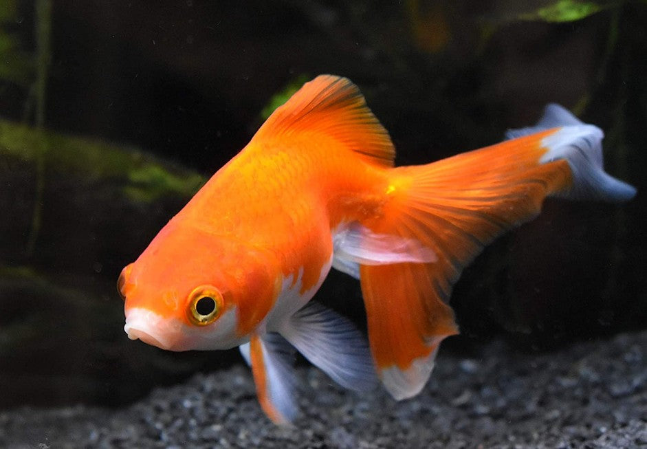 Seachem Replenish - Aquatic Connect
