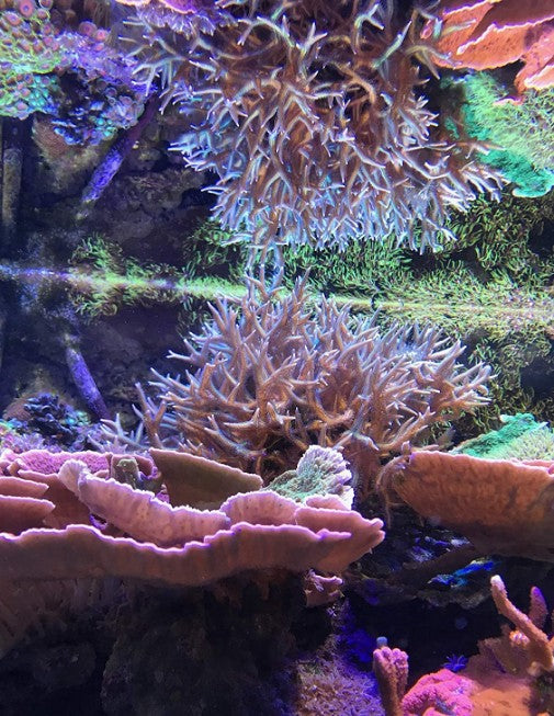 Seachem Reef Zooplankton - Aquatic Connect