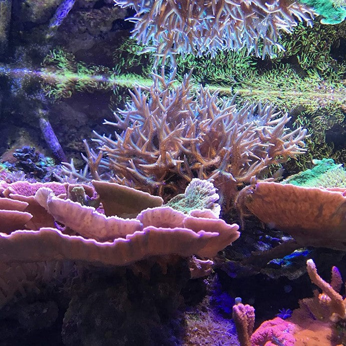 Seachem Reef Zooplankton - Aquatic Connect